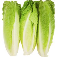 Lettuce Garden Hearts of Romaine Bunch 3CT PKG