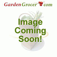 Store Brand Iced Tea Peach 1/2 Gallon BTL
